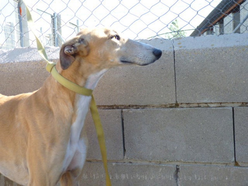 Azor galgo à l'adoption né en 2014 refuge de scooby Azor_110