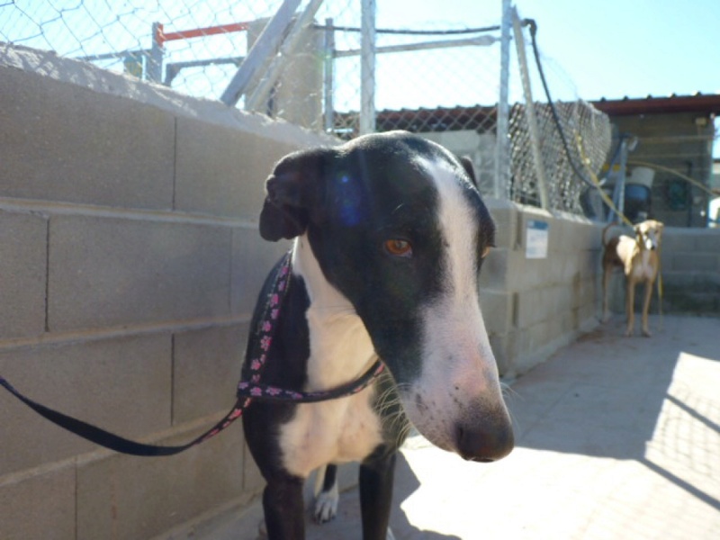 Bitelchus galgo tout doux noir et blanc à l'adoption refuge de scooby  Bitelc10