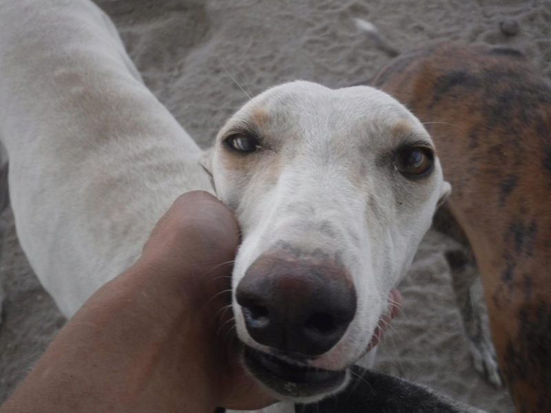 Lidia galga creme née en 2014 à l'adoption refuge de scooby Lidia_12