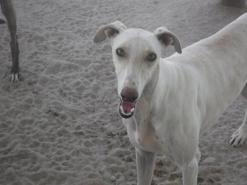 Lidia galga creme née en 2014 à l'adoption refuge de scooby  Lidia_14