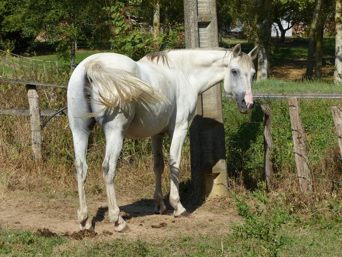 MIMOSA - Poney née en 2000 - gardée par son hébergeur M_473416