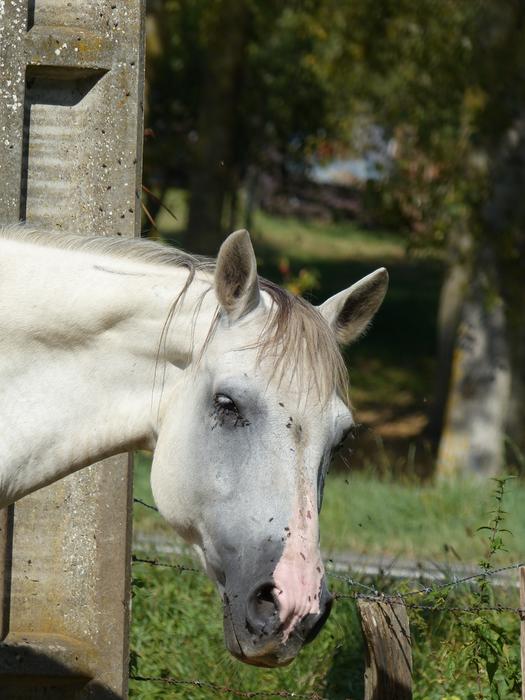 MIMOSA - Poney née en 2000 - gardée par son hébergeur M_473420