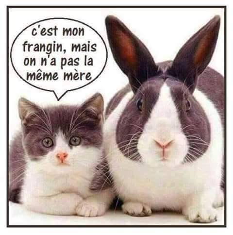 humour - Page 20 13680910