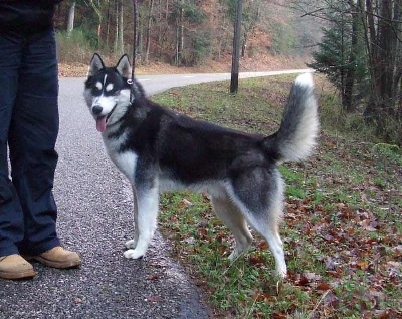 USHAY 13 mois  Je suis un fier et  beau husky REF (68) Ushay_10