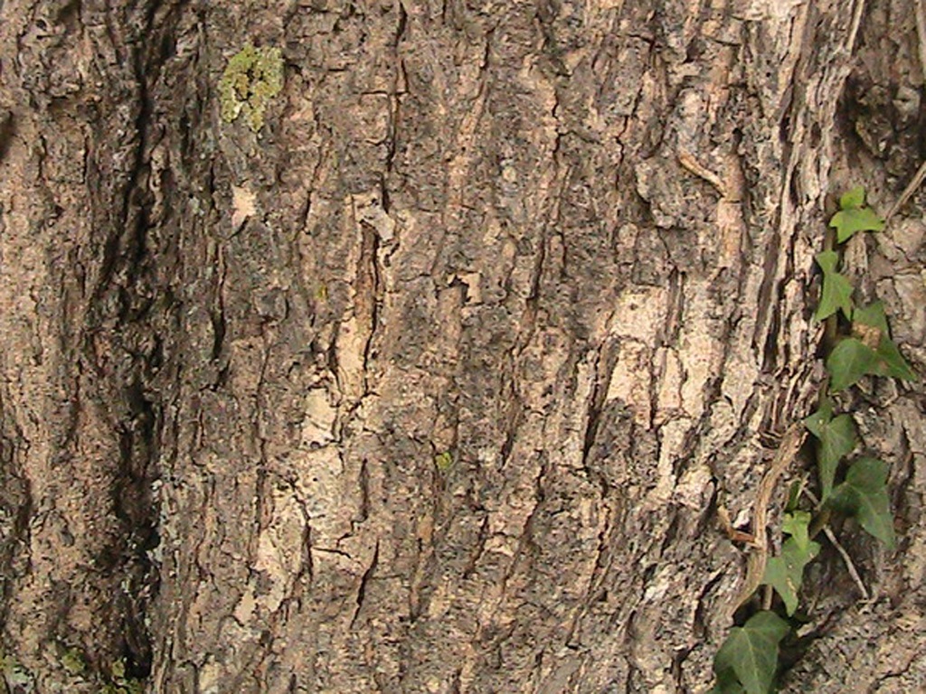 Les essences de bois utilisées en Arsenal.  Ercham14