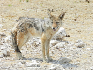 Namibie Chacal12