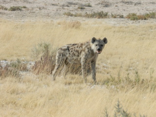 Namibie Hyene11