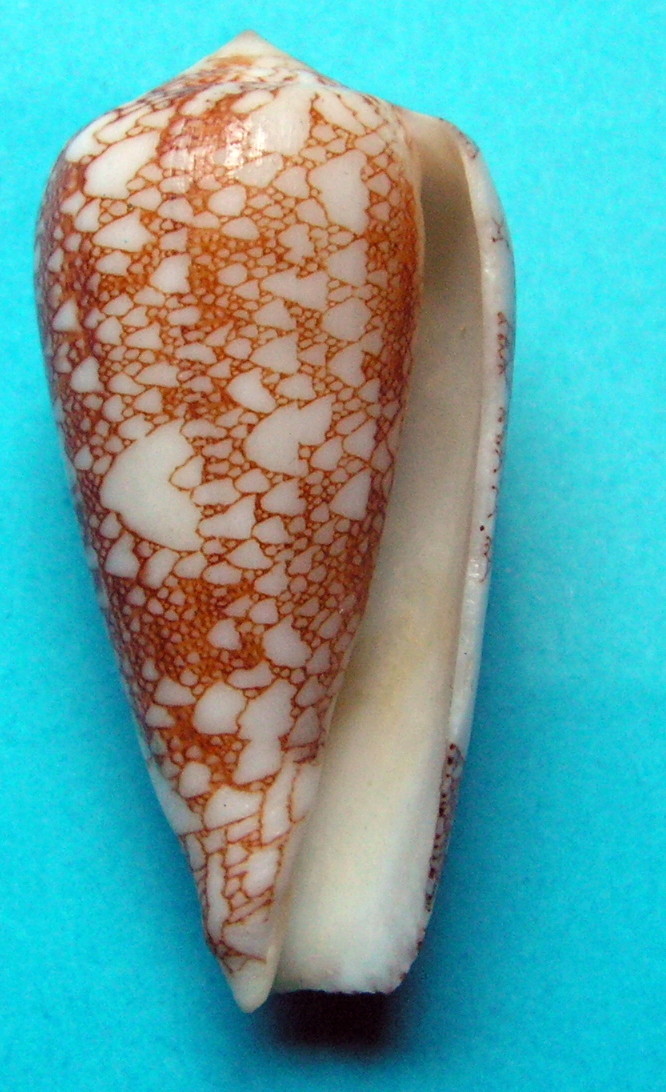 4 Conus du Japon a identifier Pict7313