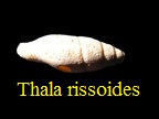  AAA Vignettes galerie fossiles Thalri10