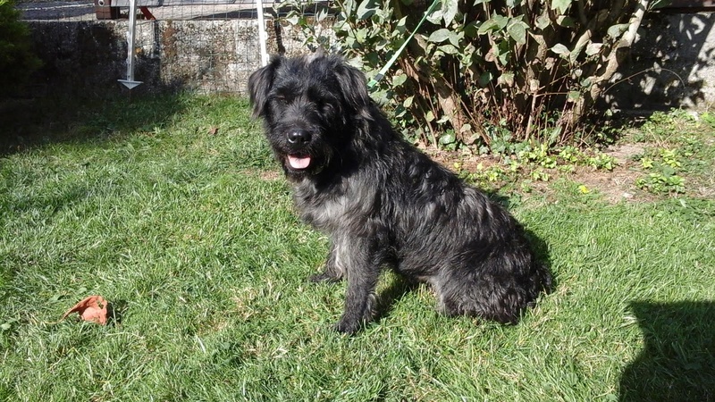 ADEL - schnauzer 2 ans - Asso Alerte Sos -  Adel110