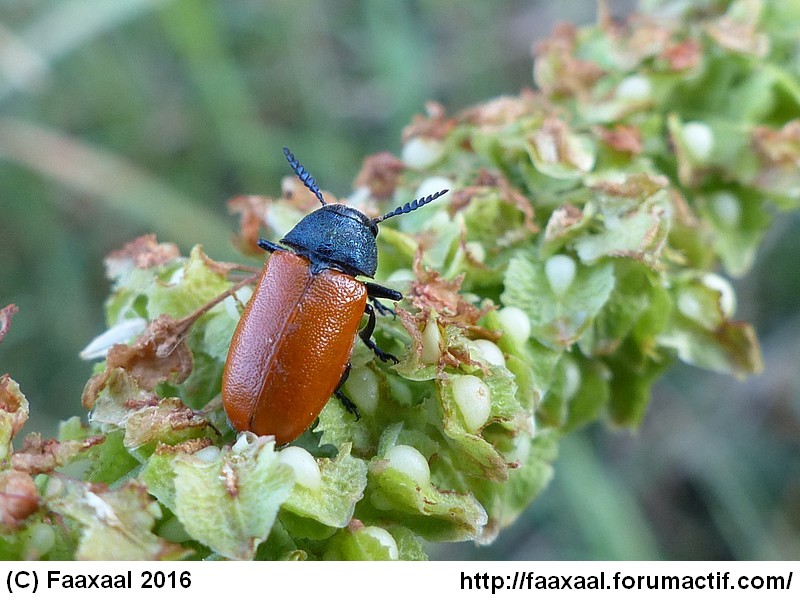 Labidostomis taxicornis (Fabricius, 1792)  Aap10010