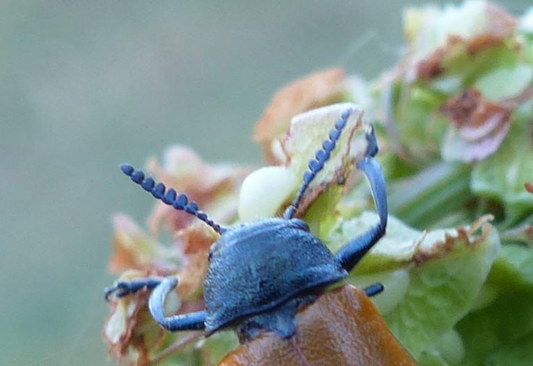 Labidostomis taxicornis (Fabricius, 1792)  Aap10011