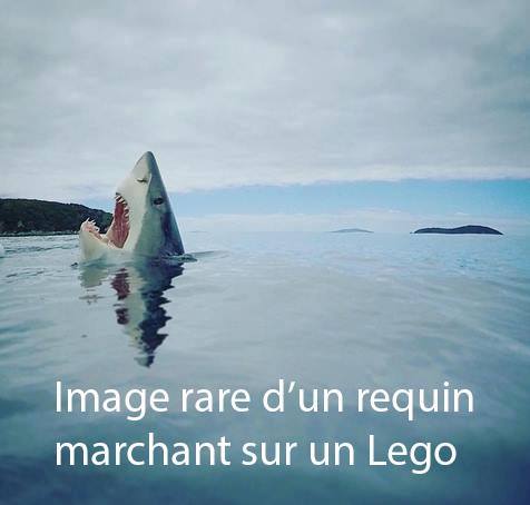 Humour - Page 29 Requin10