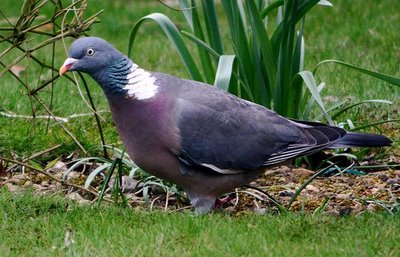 Observation pigeons ramier , et perdrix grise Palomb11