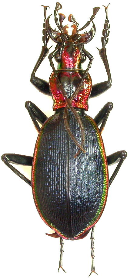 C. ( Chaetocarabus ) arcadicus ssp. arcadicus Dscn2410