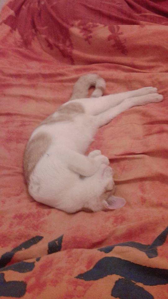 Perdu chaton roux et blanc aux Marots 14222110