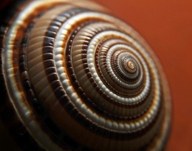 Matemáticas de la Naturaleza: Fractales y Fibonacci Fracta10