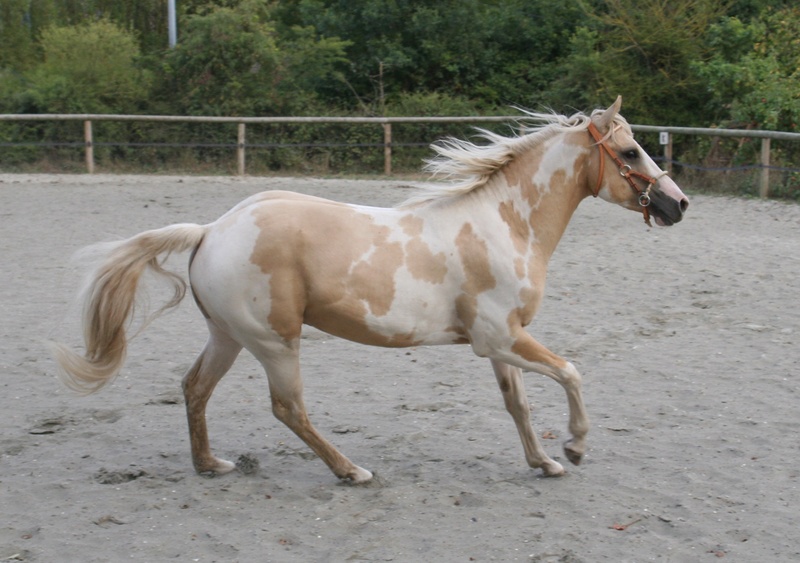 Etalon paint horse dunalino tobiano non agouti Pepsi_11