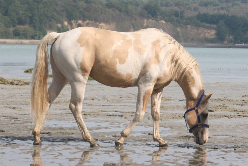 Etalon paint horse dunalino tobiano non agouti Pepsi_12