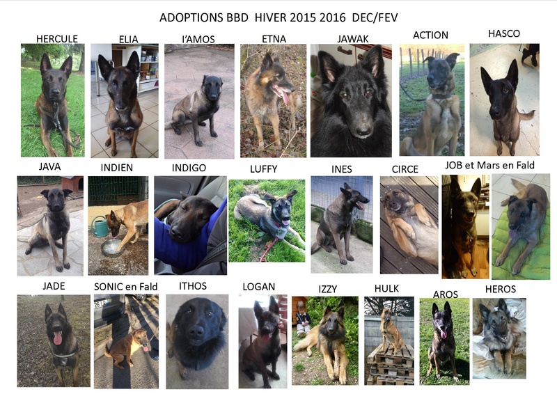 Nos adoptés depuis l'automne 2015 Adopti14