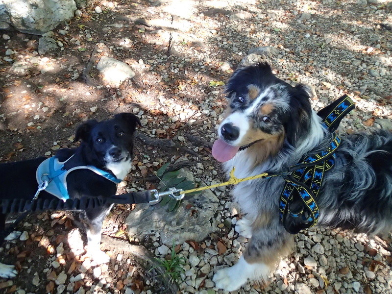 berger - GUS - X Border Collie et AIKO - Berger Australien - Page 2 P9060010