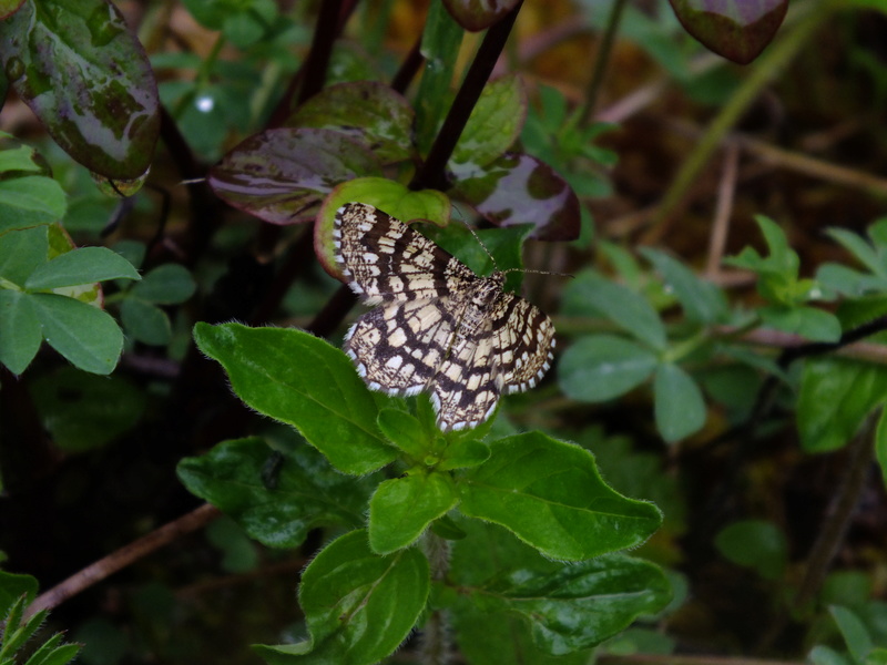 [Chiasmia clathrata] Géomètre à barreaux  ? Dscf0415