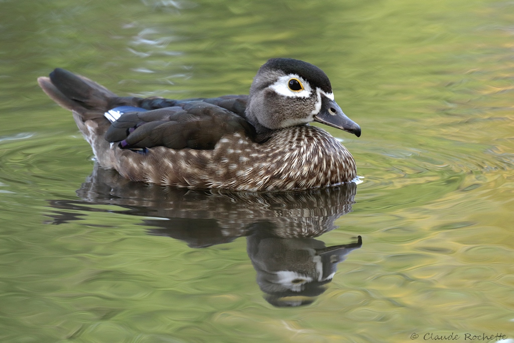 Femelles branchus Canard18