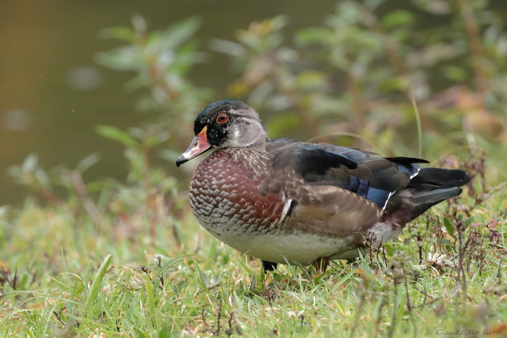 Jeune mâle branchu Canard34