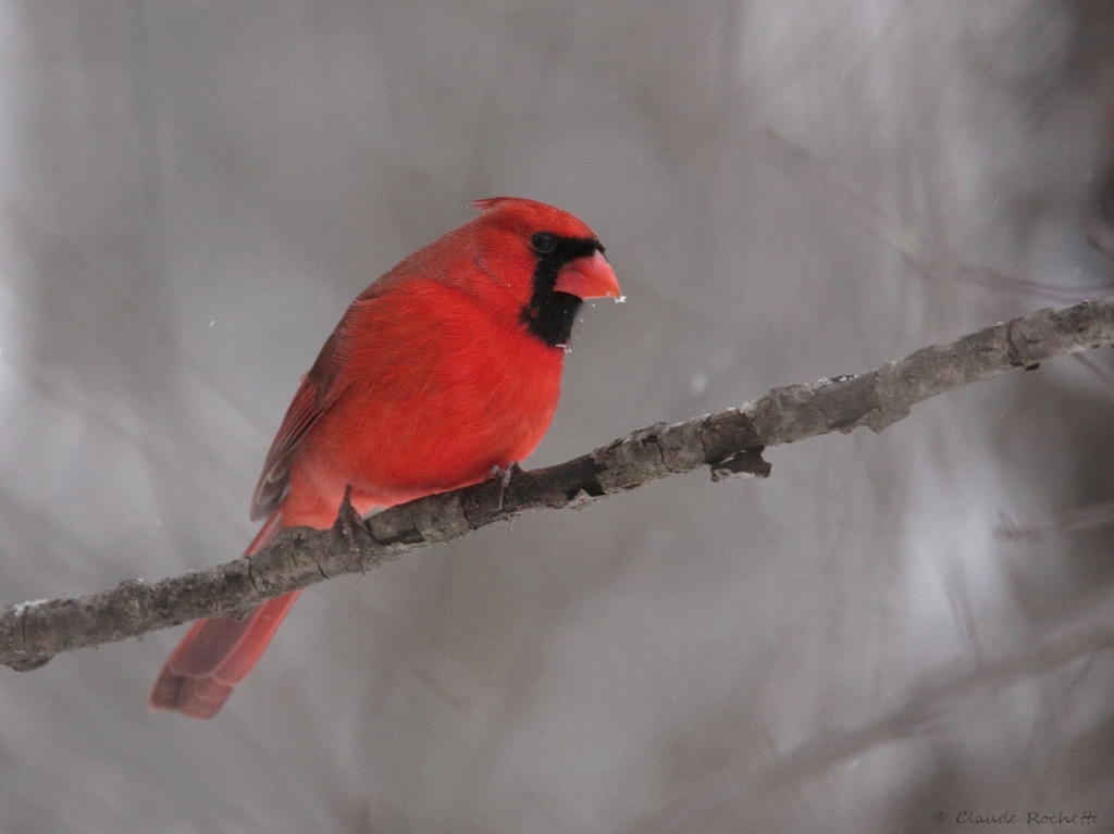 Cardinal rouge mâle Cardin15