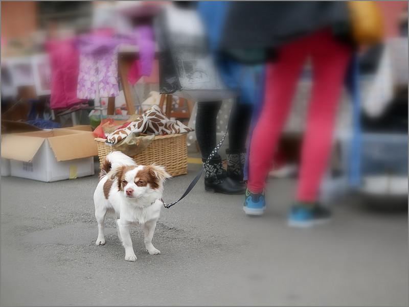 Des chiens au vide-grenier P1010514