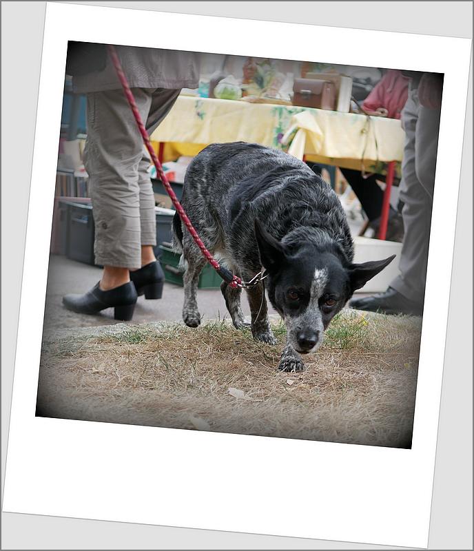 Des chiens au vide-grenier P1010523