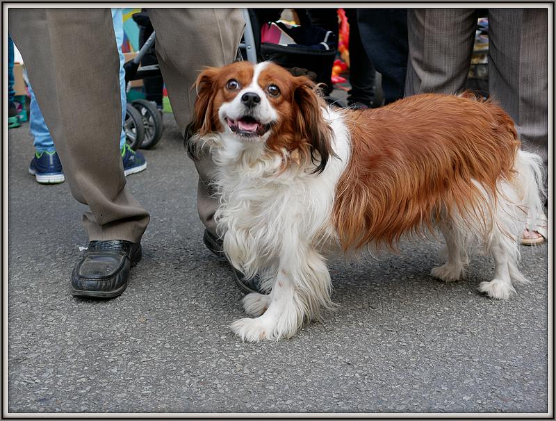 Des chiens au vide-grenier P1010525