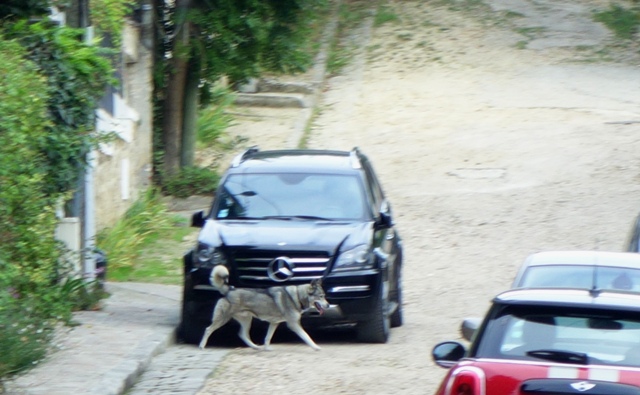 Chien loup perdu Dsc08812