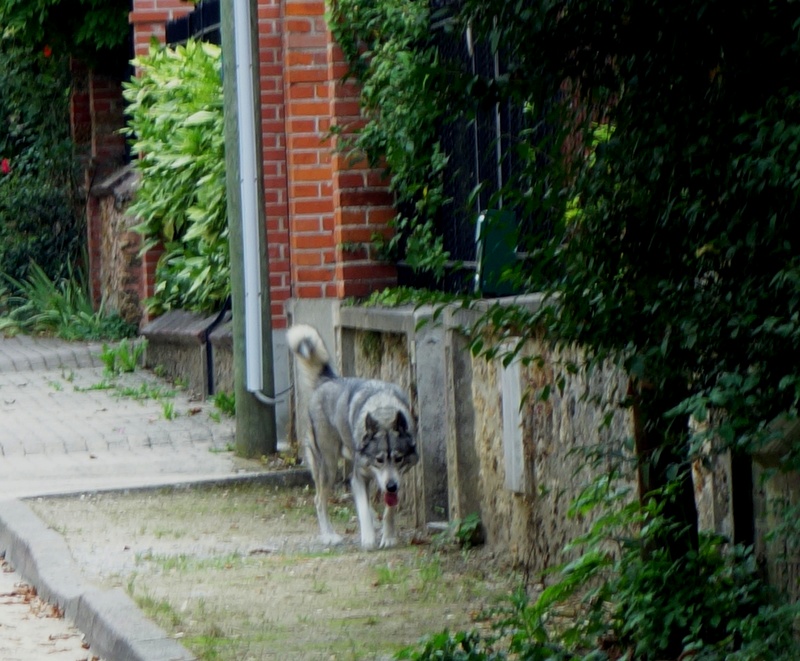 Chien loup perdu Dsc08813