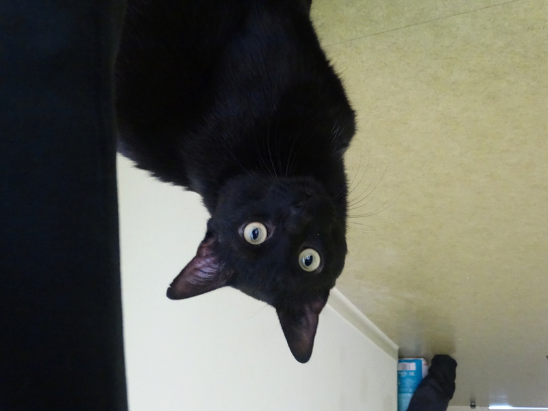 Filou, gentil chat noir en famille d'accueil, né en 2013 Dsc03117