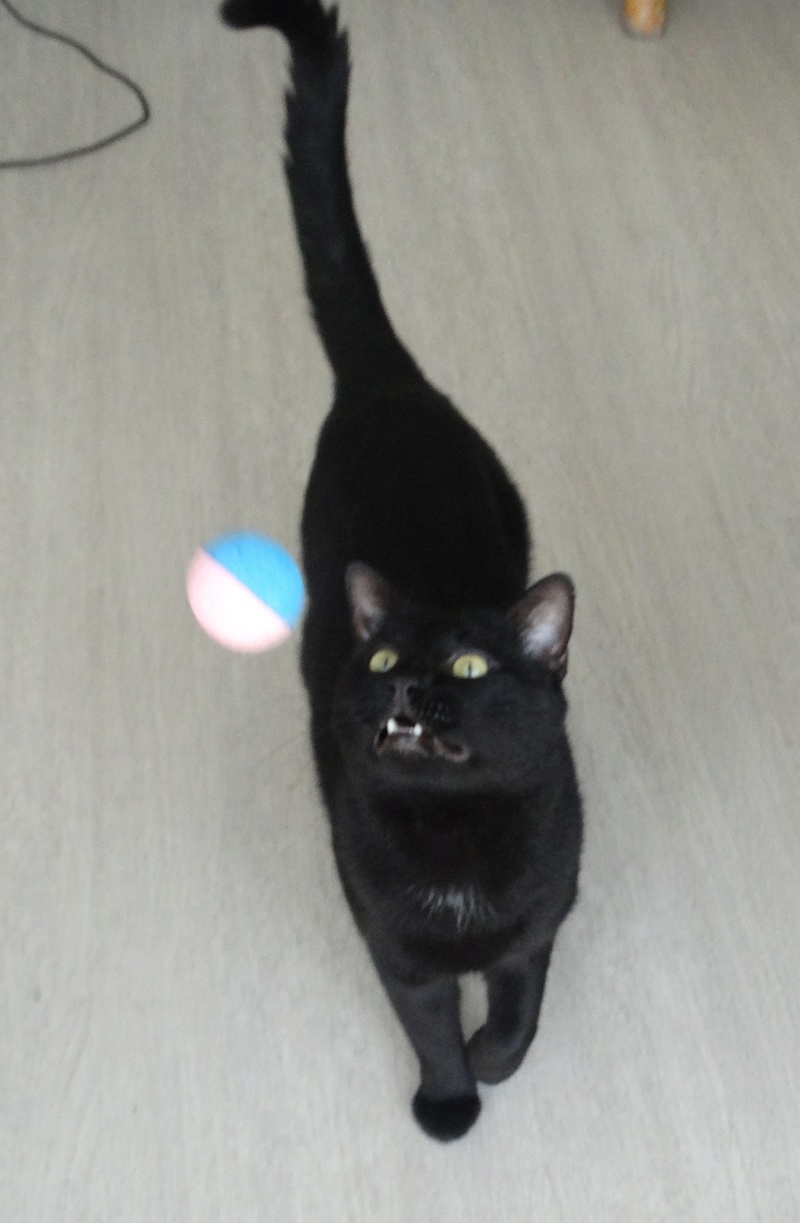 Filou, gentil chat noir en famille d'accueil, né en 2013 Dsc03210