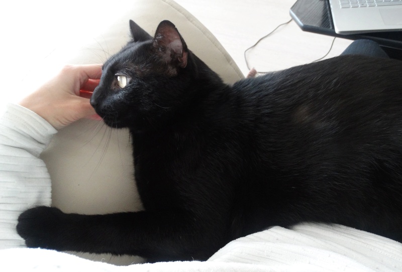 Filou, gentil chat noir en famille d'accueil, né en 2013 Dsc03211