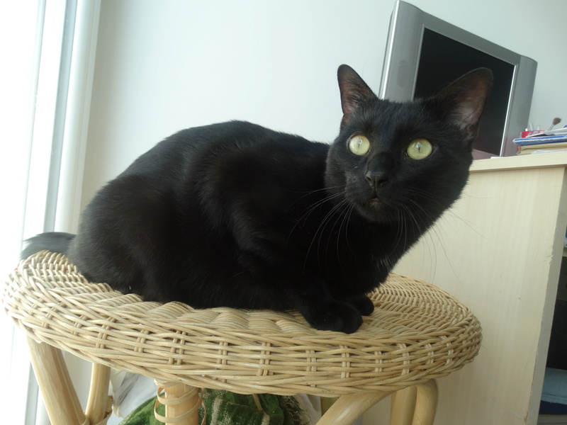 Filou, gentil chat noir en famille d'accueil, né en 2013 Dsc03215