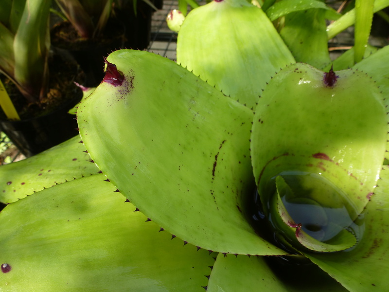 Neoregelia concentrica  P1210815