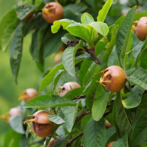 Apprendre à reconnaître les arbres Neflie10