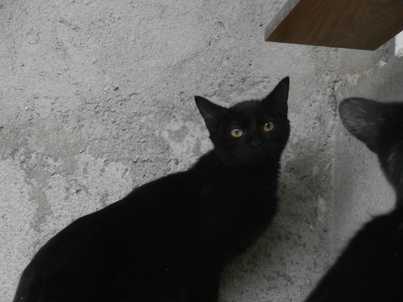 FINAL (chaton mâle noir) P9214613