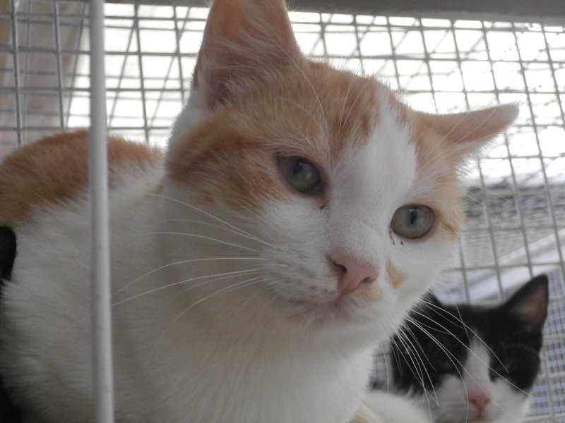 BIMBO (chaton femelle roux et blanc) P9214615