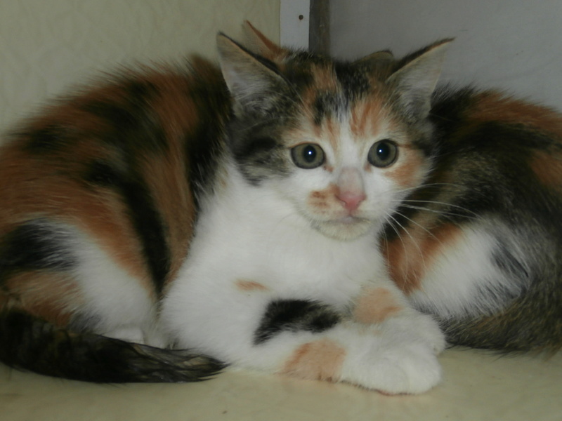 TAMARIS (chaton femelle eurpéenne tricolore) Pa124817