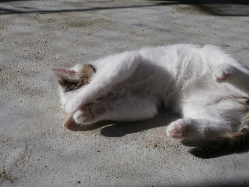 FANTAISIE (chaton blanche et tigrée) Pa295131