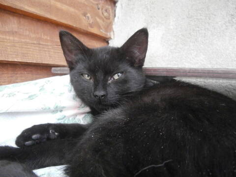 Ravene Chaton Femelle Noire