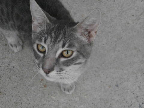 Tigrou Chat Tigre Gris Clair Reserve Tigrou Chat Tigre Gris Clair Reserve