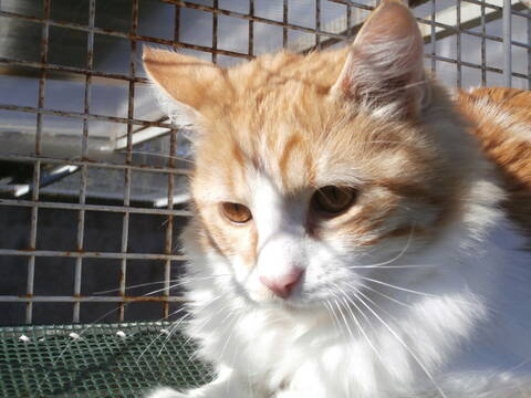Balthazar Jeune Chat Croise Main Coon