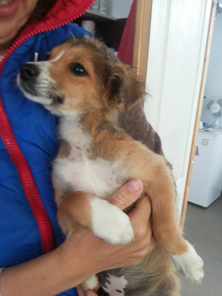 TOSCANE (ex FALBALA), chiot femelle, croisée,  née en juin 2016,  taille petite -  Adoptée par Julien (21) 14407911