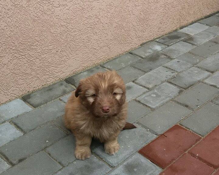 BABOUCHKA - chiot femelle, née août 2016, taille petite à moyenne - Adoptée par NATHALIE (BELGIQUE) 20010