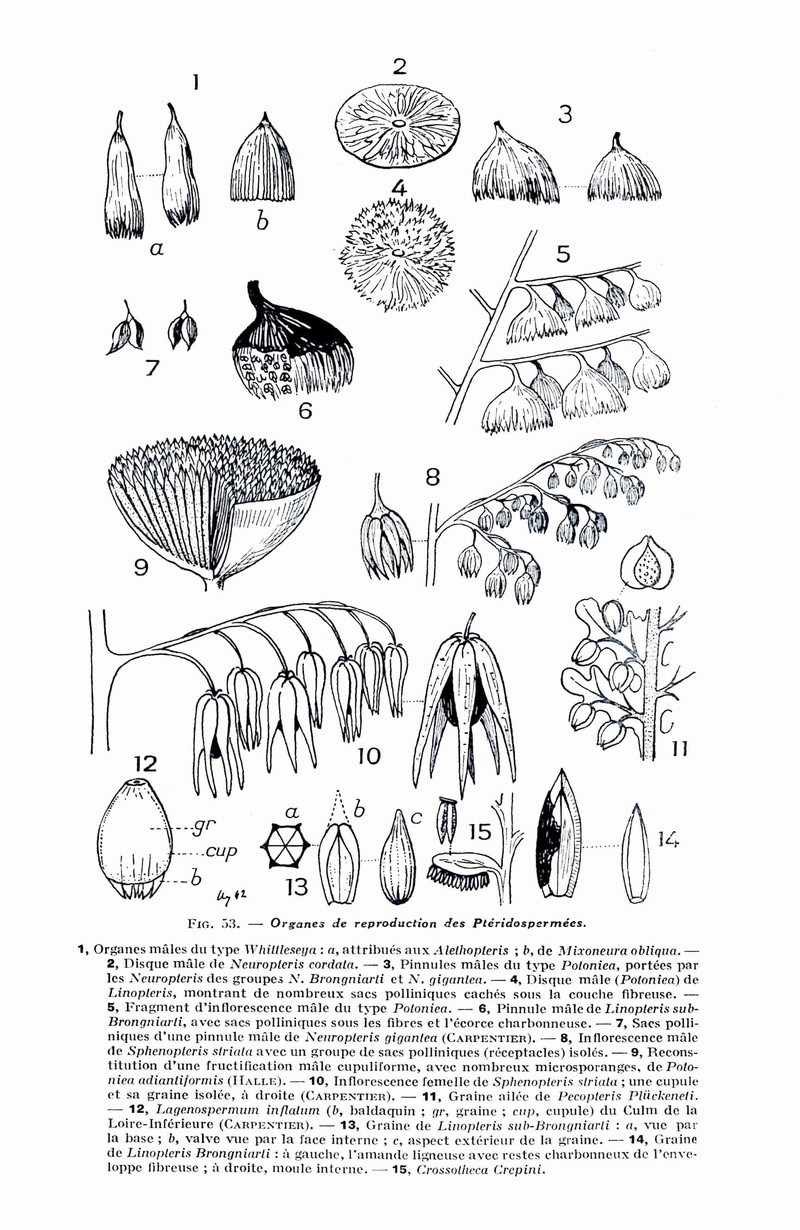 Flore Carbonifère des Alpes Françaises part 1 - Page 4 Organe10